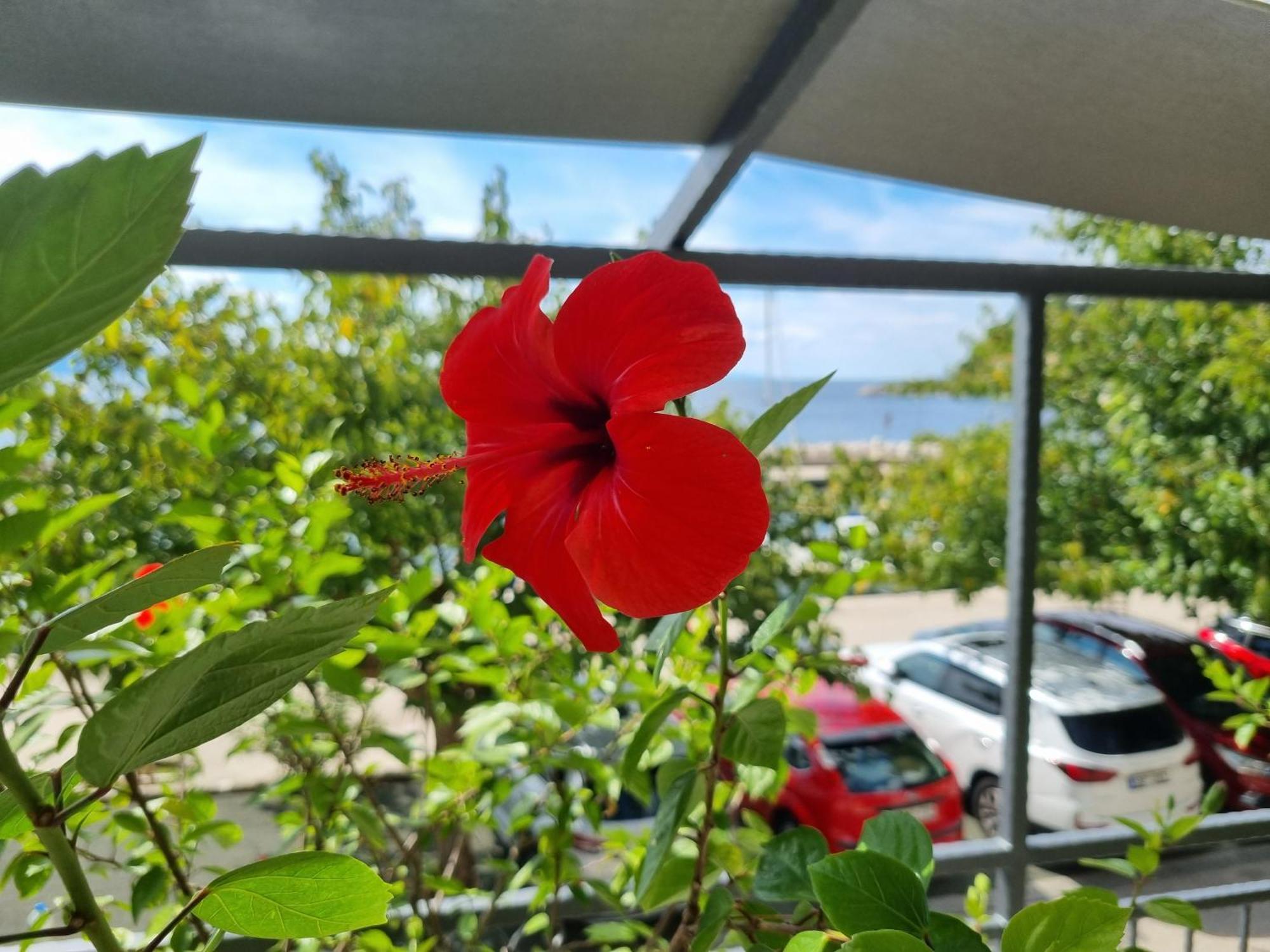 Apartman Ruza Podgora Esterno foto